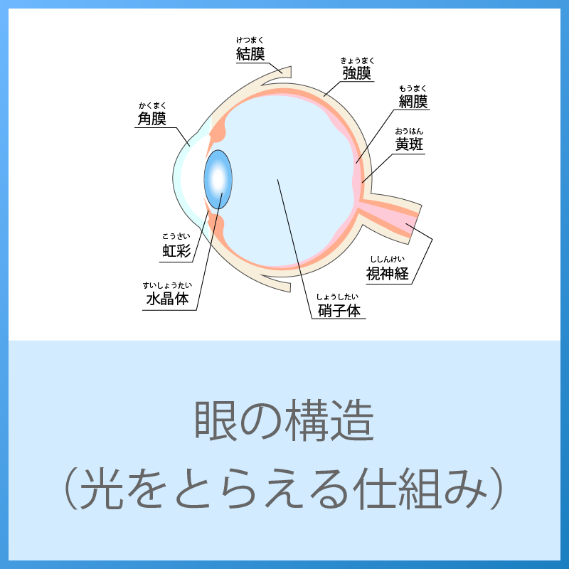 眼の構造（動物はこうして色を見ています！）